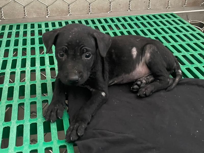 黑色青年母混种犬，小型, 收容编号 …9016. 完整的宠物。