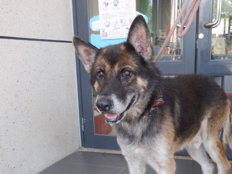 Perro mestizo macho adulto (negro y canela), Grande, refugio n.º …2519. Más cerca de la cara.
