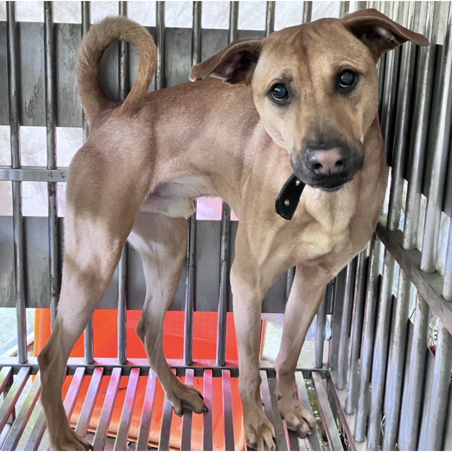 ミックス犬(オス・成犬・黒と茶)、大型, 施設番号 …3005. 顔のアップです。