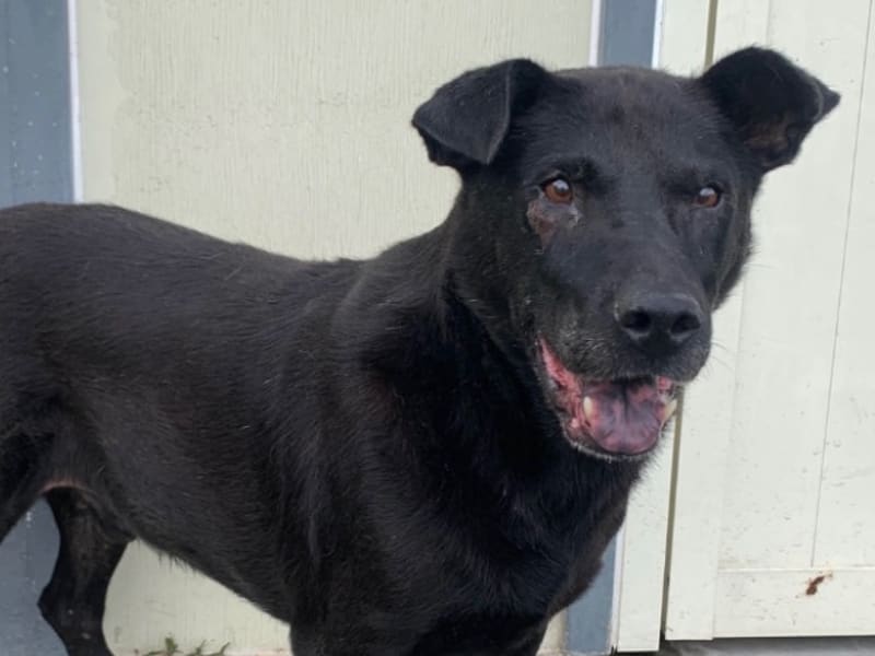 Black adult male mixed-breed dog, Medium, shelter no. …0601. Closer on the face.
