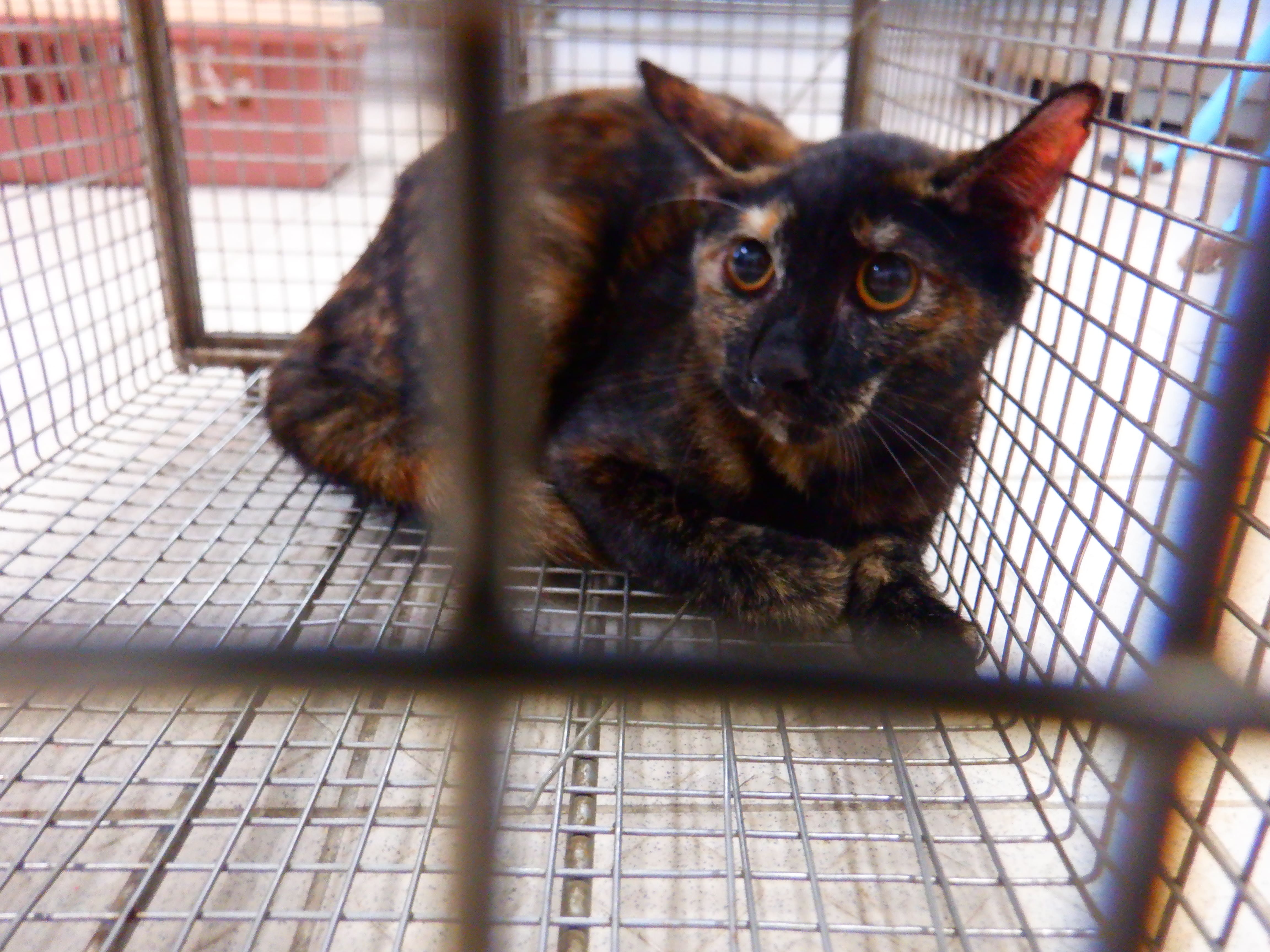 Adult female mixed-breed cat, Small, shelter no. …30C7. The whole animal.