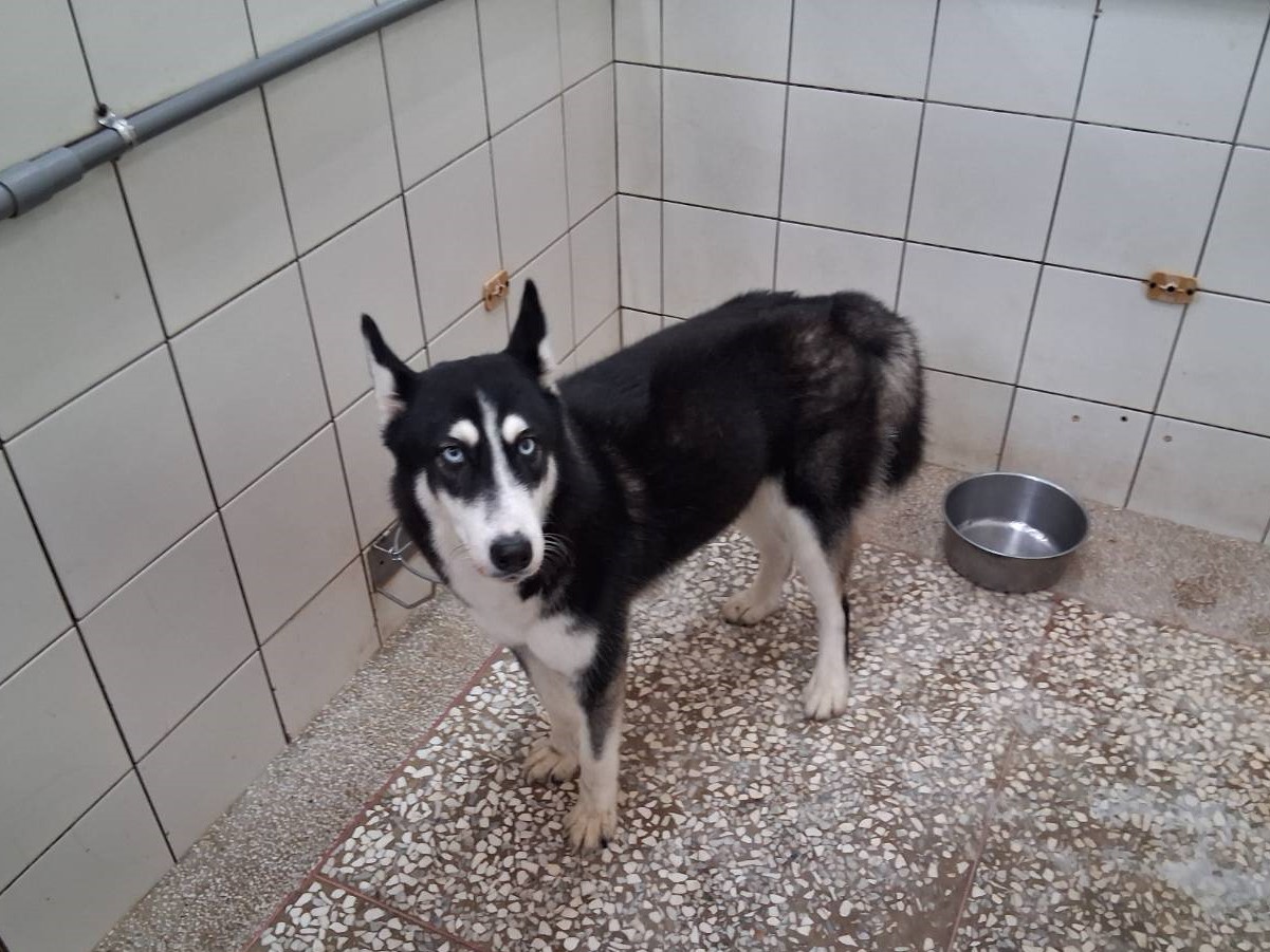 Chó Husky Sibir (Cái, Trưởng thành, đen), Lớn, số trại …30H2. Toàn thân.
