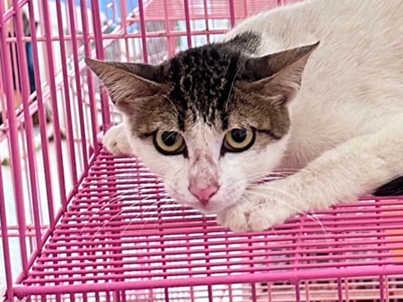 믹스묘 (수컷, 성묘, 줄무늬·흰색), 대형, 보호소 번호 …4003. 얼굴을 가까이서 본 모습이에요.