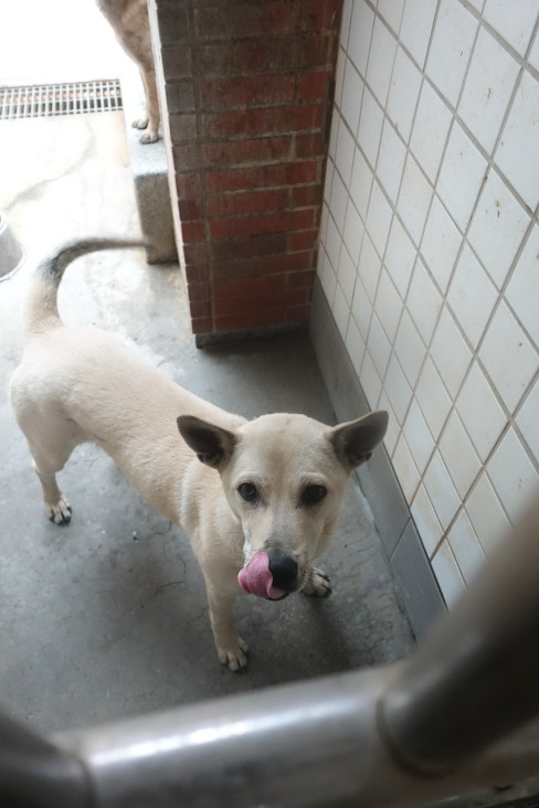 Perro mestizo macho adulto (blanco), Grande, refugio n.º …0380. Más cerca de la cara.