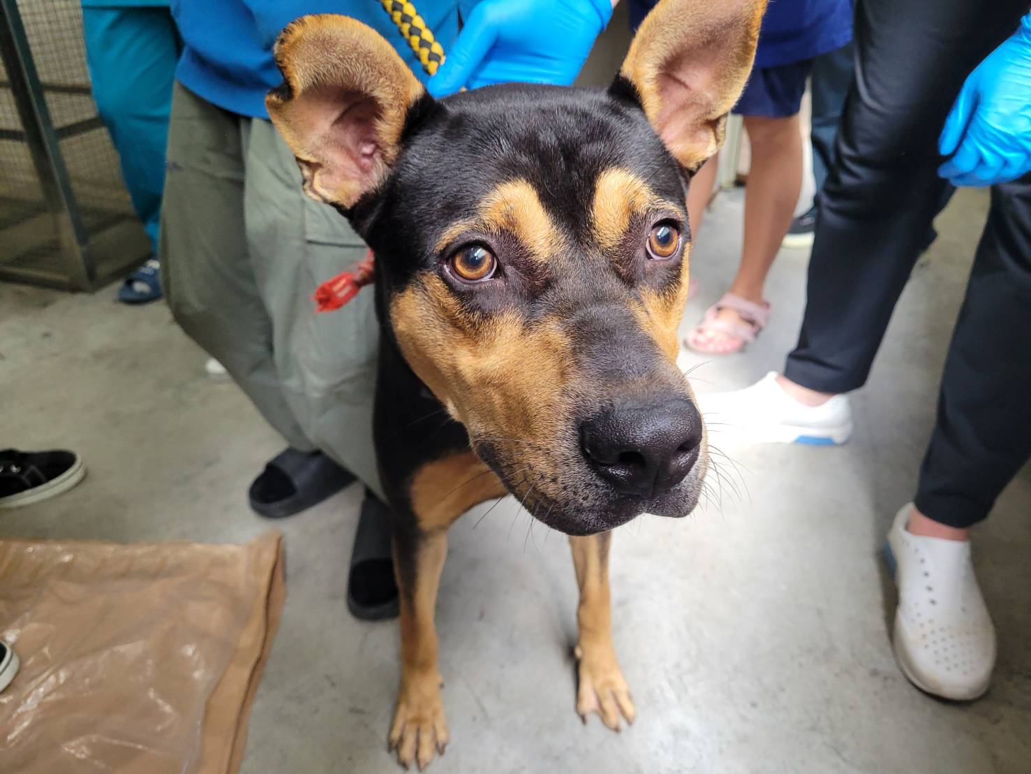 ミックス犬(オス・成犬・黒とこげ茶)、中型, 施設番号 …2601. 顔のアップです。