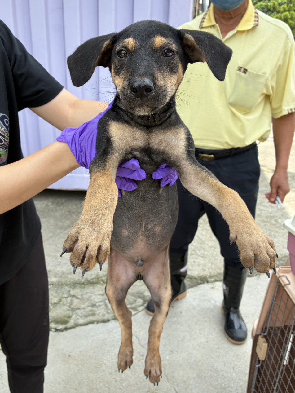 Black-and-tan young male mixed-breed dog, Small, shelter no. …8005. Closer on the face.