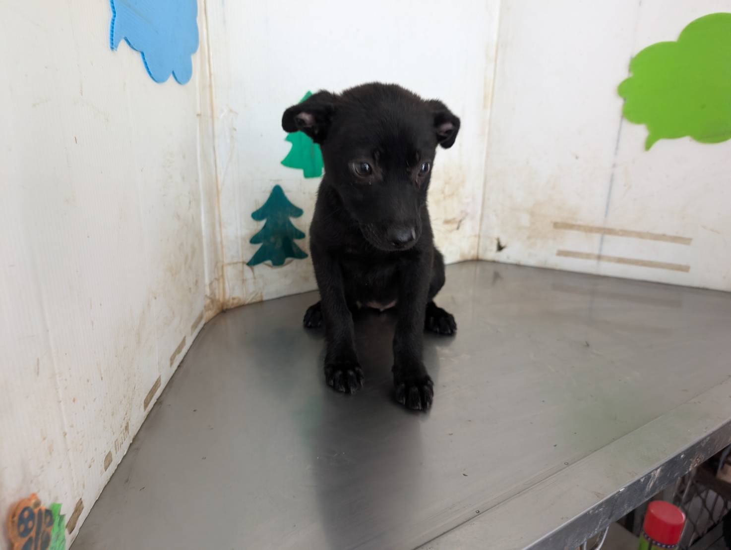 Perra mestiza hembra joven (negro), Mediano, refugio n.º …2715. Todo el animal.