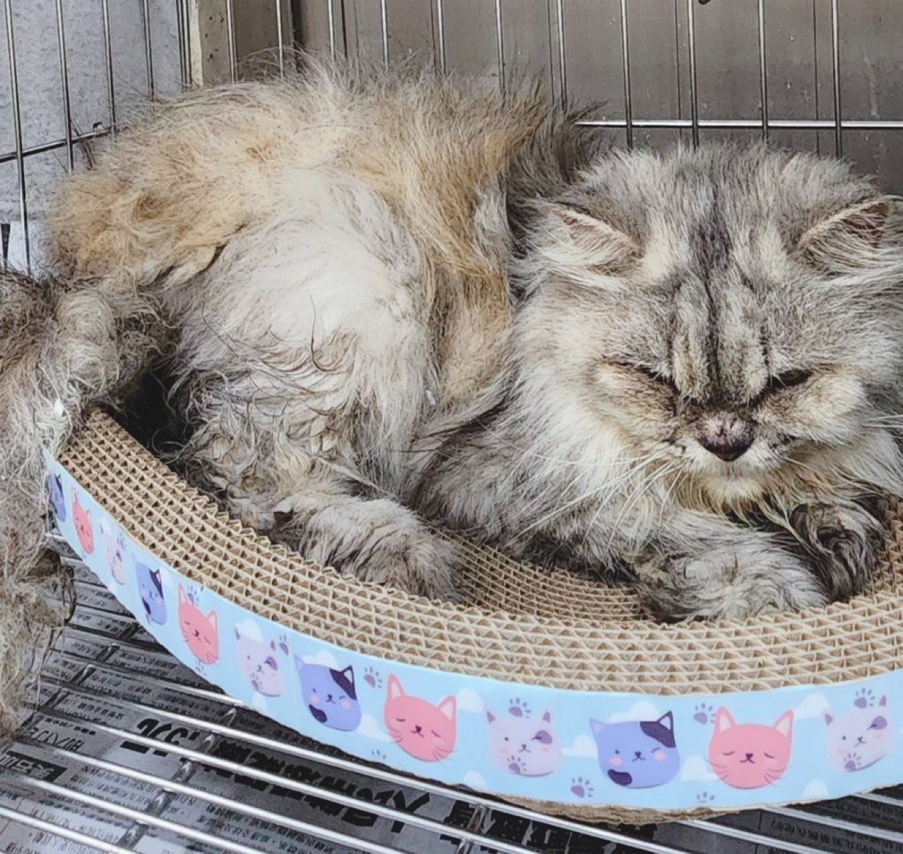 ペルシャ(メス・成猫・こげ茶とグレー)、中型, 施設番号 …4003. 顔のアップです。