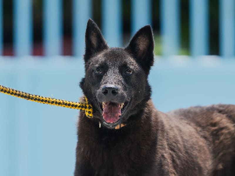 Perro mestizo macho adulto (negro), Mediano, refugio n.º …2002. Más cerca de la cara.