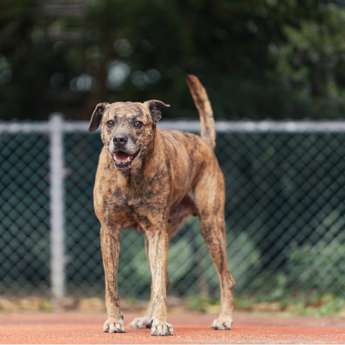 黄虎斑色成年公混种犬,中型, 收容编号 …2401. 脸部特写。