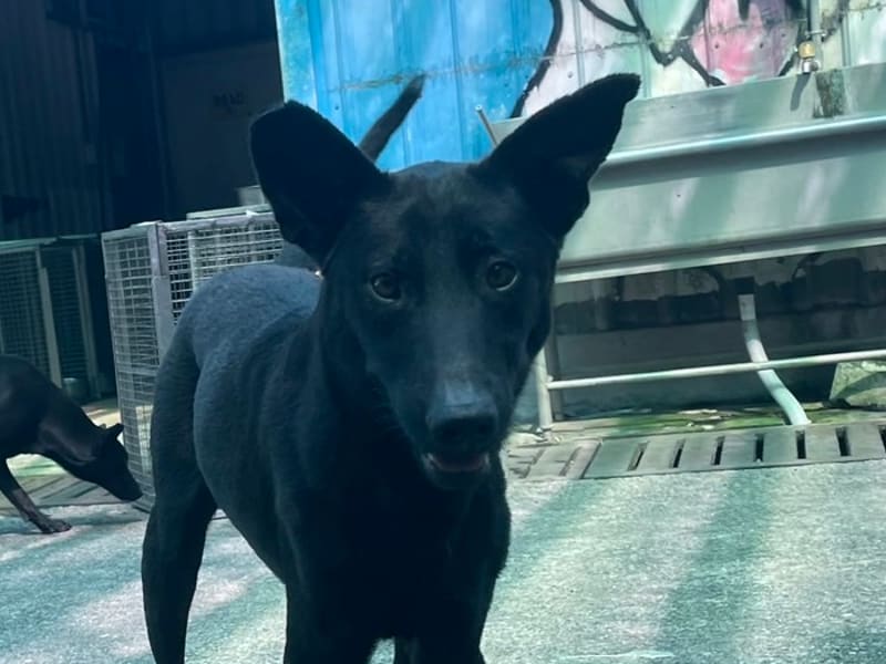 黑色成年母混种犬,中型, 收容编号 …6002. 脸部特写。