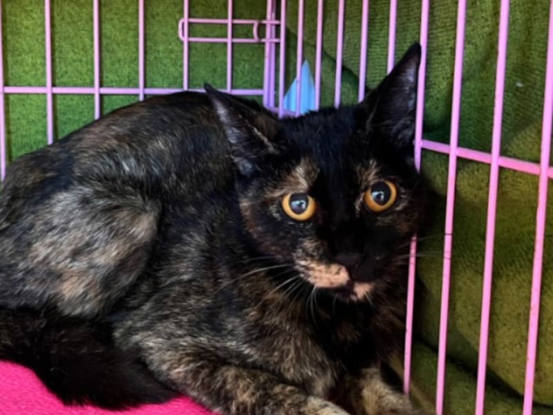 ミックス猫（メス・成猫・黒と茶）、中型, 施設番号 …2503. 顔のアップです。