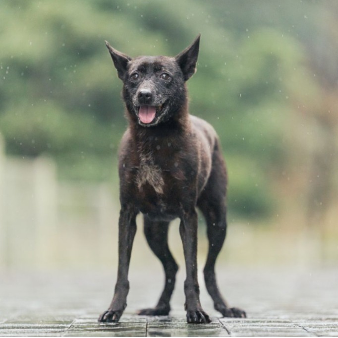 ミックス犬(メス・成犬・黒)、中型, 施設番号 …0011. 顔のアップです。
