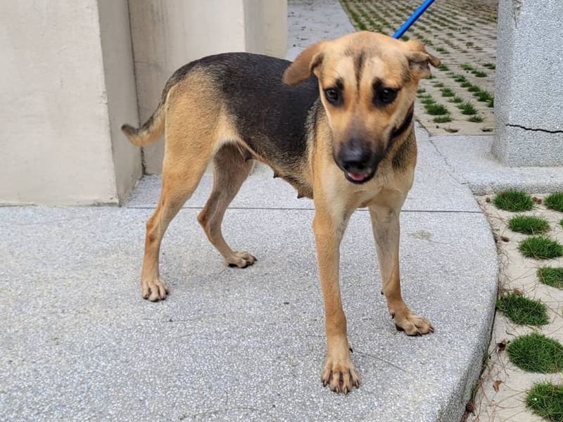 Chienne croisée femelle adulte (fauve), Moyen, refuge n° …1003. Tout l'animal.