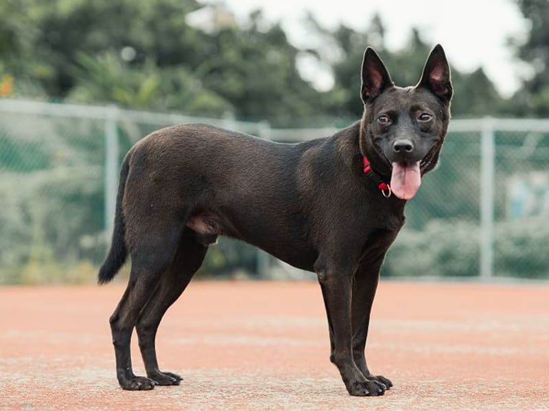 Black adult male mixed-breed dog, Medium, shelter no. …0604. The whole animal.