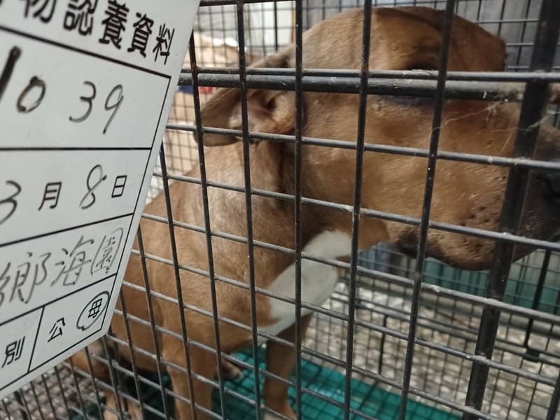 믹스견 (암컷, 성견, 갈색), 대형, 보호소 번호 …039D. 얼굴을 가까이서 본 모습이에요.