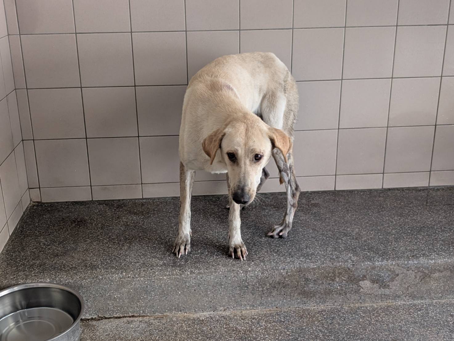 Chienne croisée femelle adulte (blanc), Grand, refuge n° …2123. Tout l'animal.