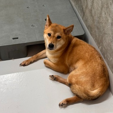 Shiba Inu hembra adulta (canela), Mediano, refugio n.º …6002. Más cerca de la cara.