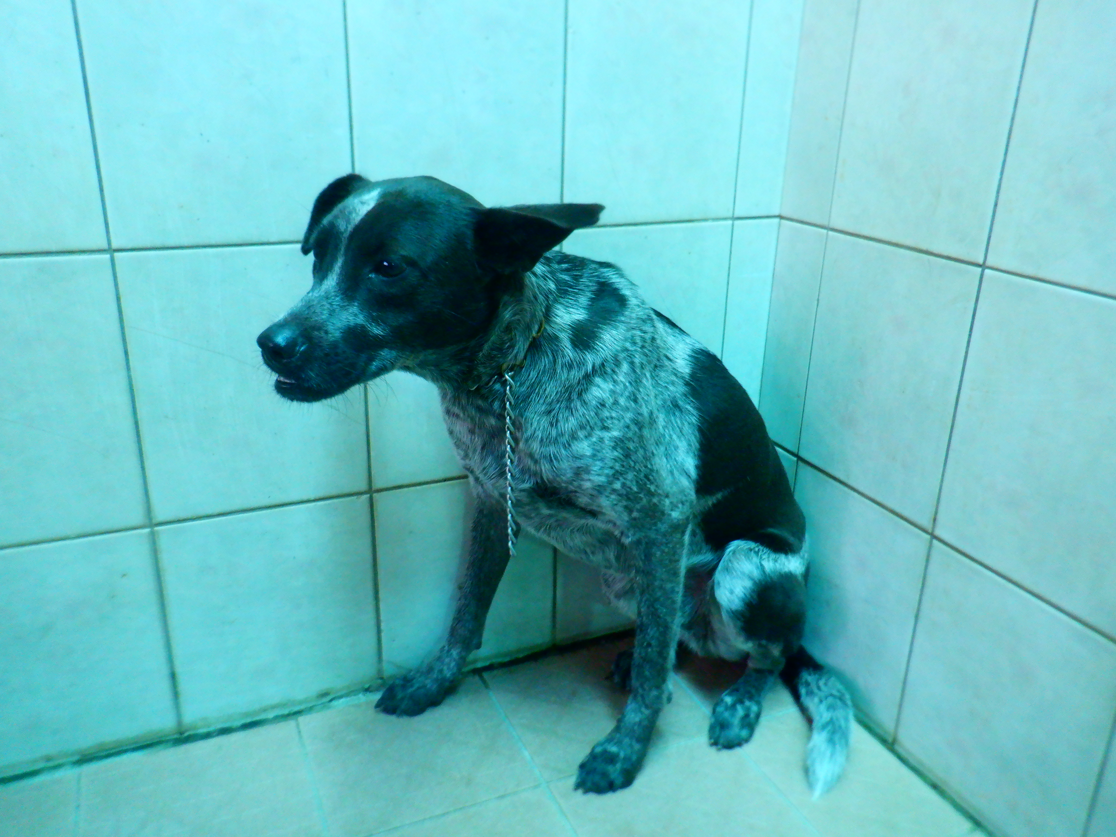Black-and-white adult male mixed-breed dog, Medium, shelter no. …8891. Closer on the face.