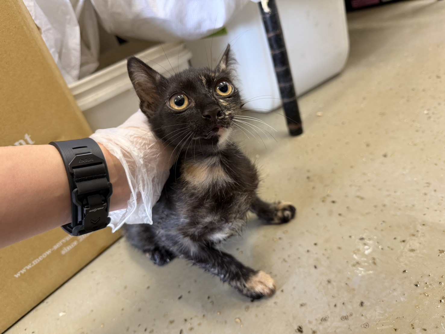 Gata mestiza hembra joven, Pequeño, refugio n.º …1002. Más cerca de la cara.