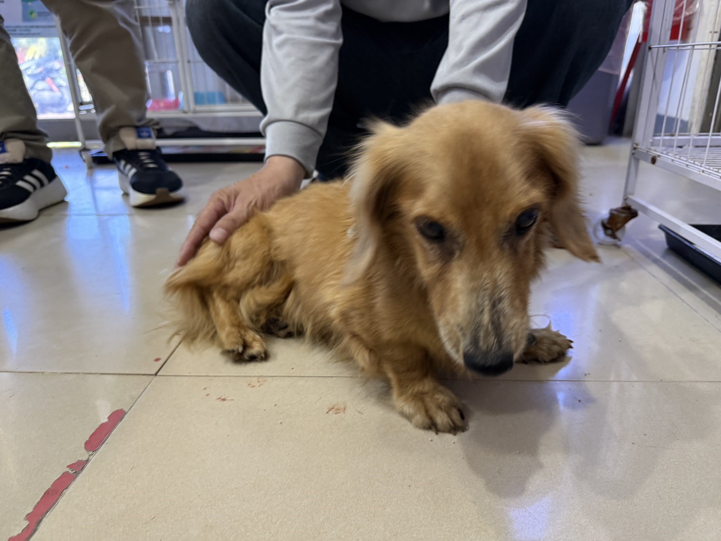 黄色成年公長毛臘腸,小型, 收容编号 …07W8. 完整的宠物。