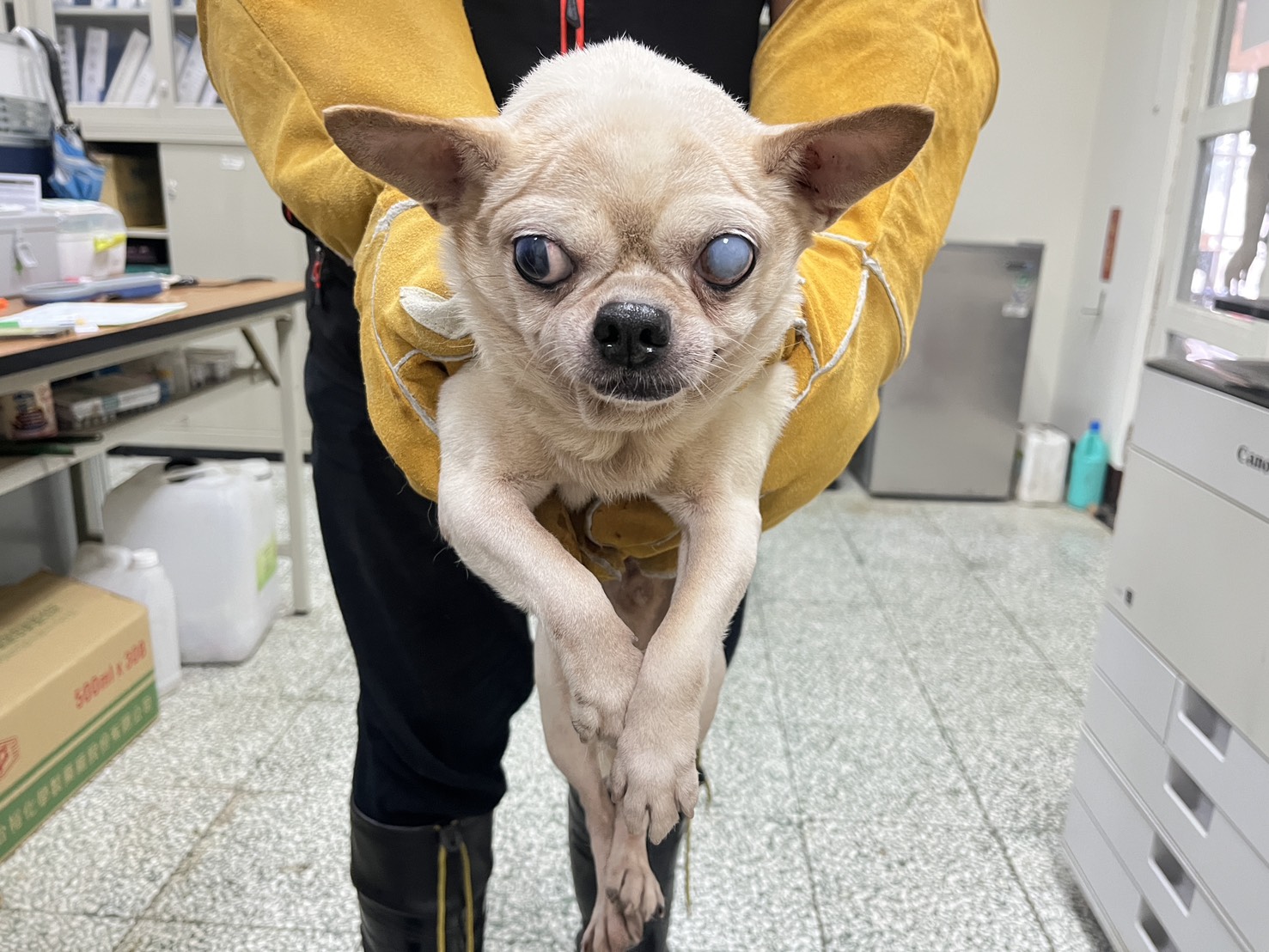 Chihuahua (Đực, Trưởng thành, nâu và trắng), Nhỏ, số trại …1001. Cận cảnh khuôn mặt.
