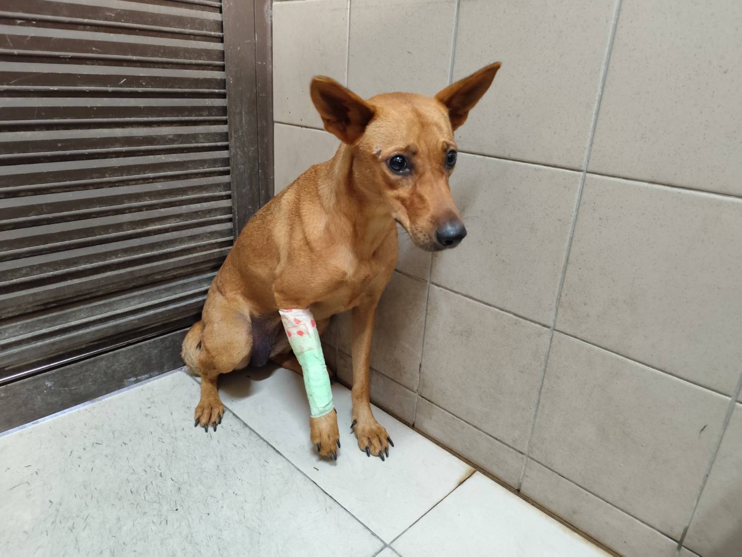 ミックス犬（メス・成犬・茶）、大型, 施設番号 …1104