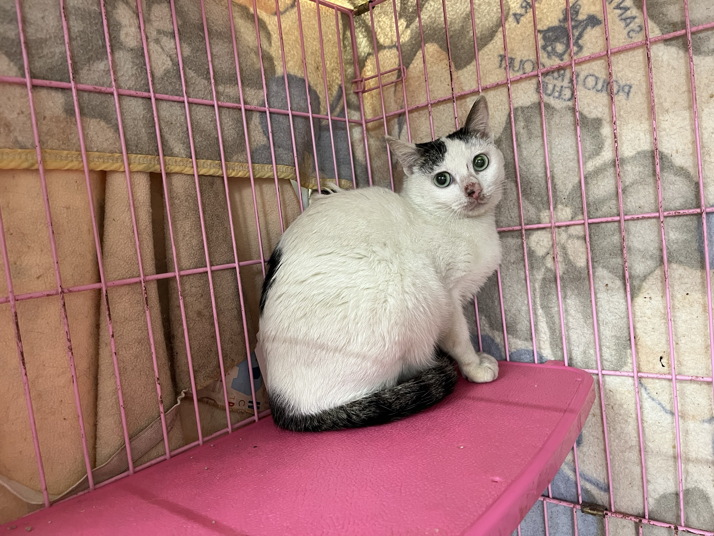 ミックス猫(メス・成猫・黒)、中型, 施設番号 …0907. 全身です。