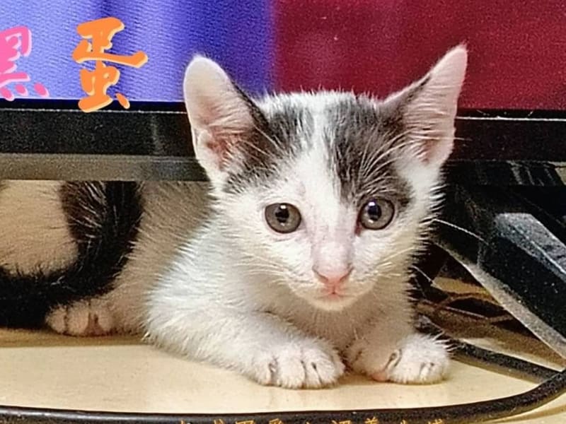 ミックス猫(オス・若い・黒と白)、小型, 施設番号 …7004. 顔のアップです。