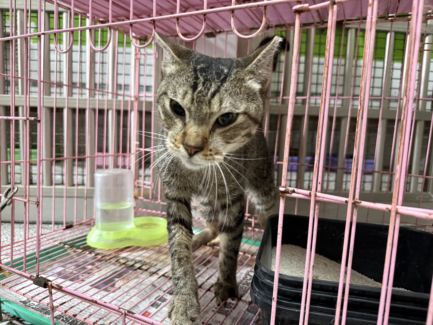 Pusang halo ang lahi (Babae, Matanda na, may guhit), Malaki, blg. ng shelter …07C4. Mas malapit sa mukha.