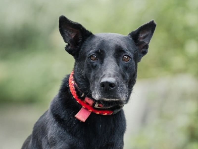 Perro mestizo macho adulto (negro), Mediano, refugio n.º …2004. Más cerca de la cara.