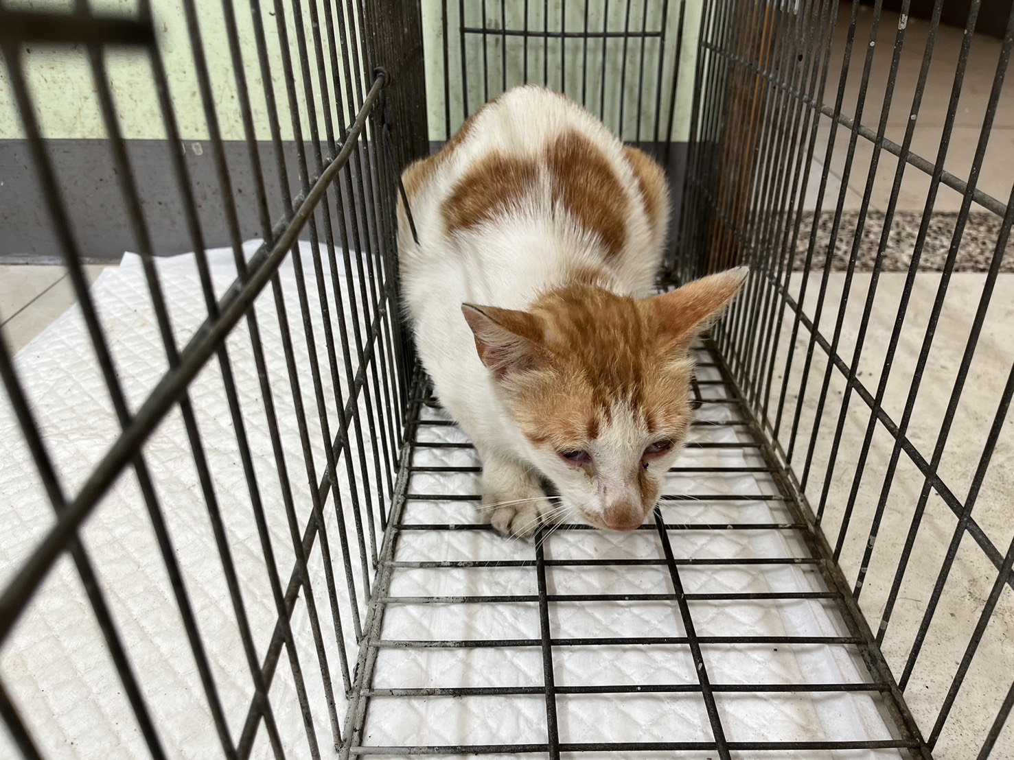 ミックス猫（オス・成猫）、小型, 施設番号 …9C01