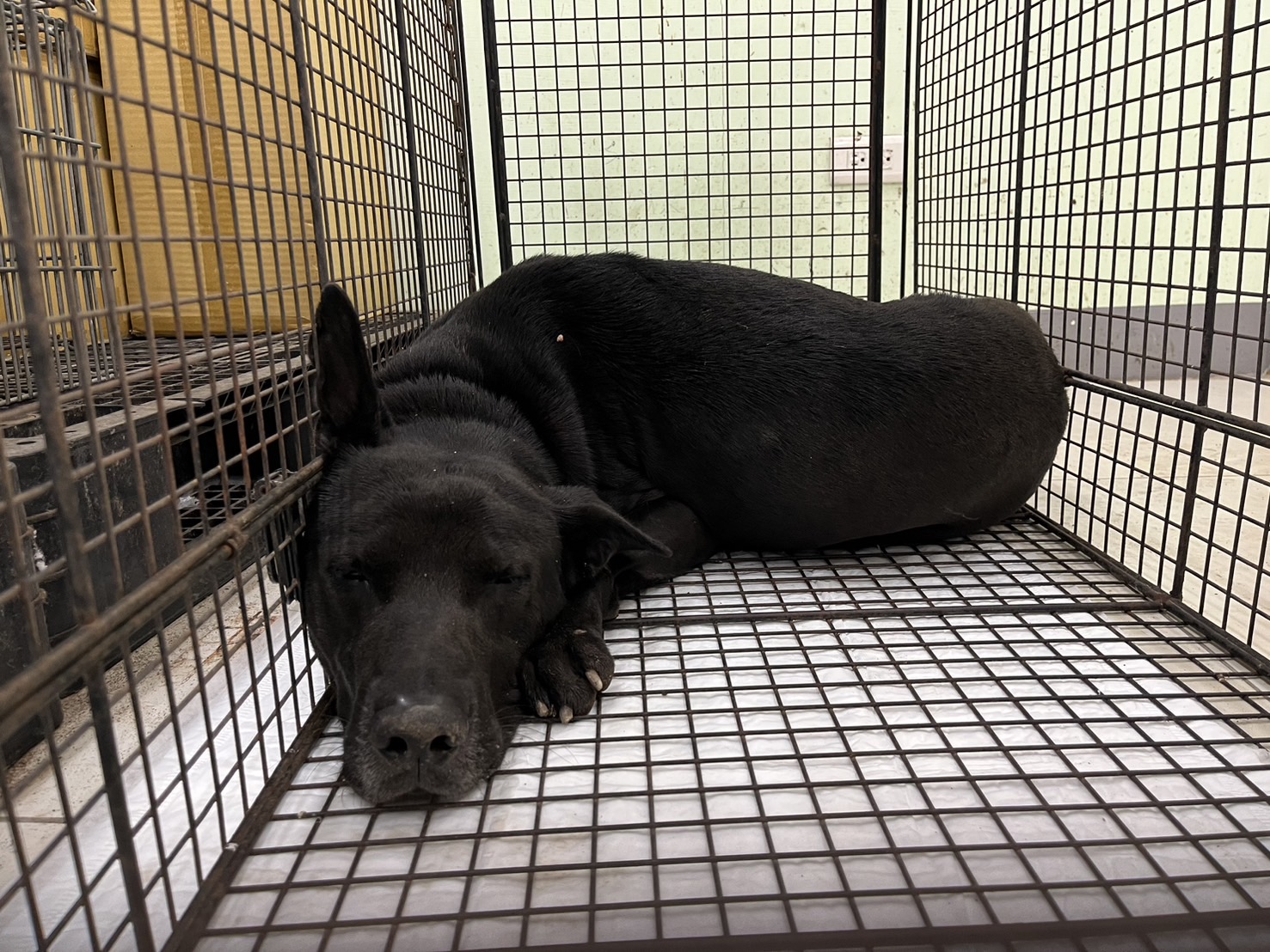 ミックス犬（オス・成犬・黒）、中型, 施設番号 …1D02. 全身です。