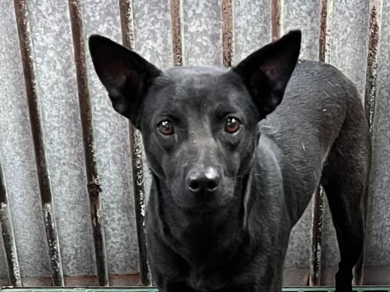 Perra mestiza hembra adulta (negro), Mediano, refugio n.º …4003. Más cerca de la cara.