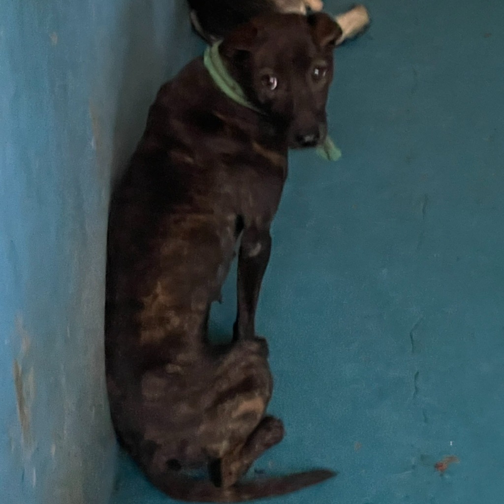 ミックス犬(メス・成犬・黒)、中型, 施設番号 …9010. 顔のアップです。