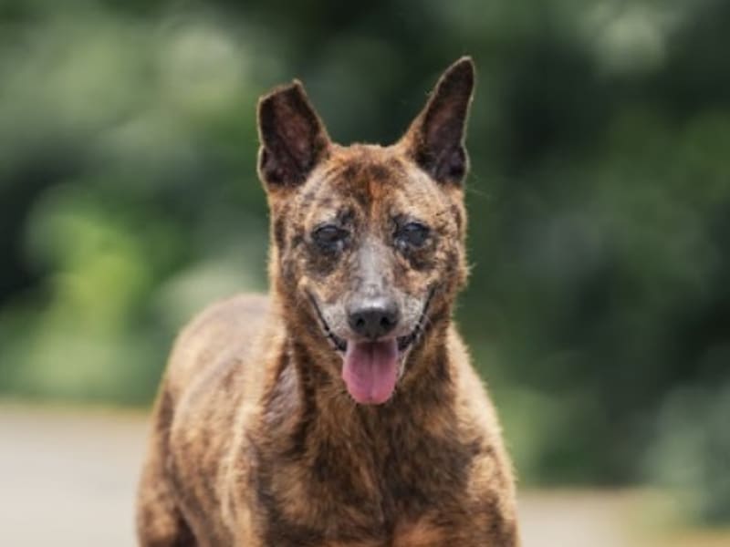 ミックス犬（メス・成犬・トラ）、中型, 施設番号 …8001. 顔のアップです。