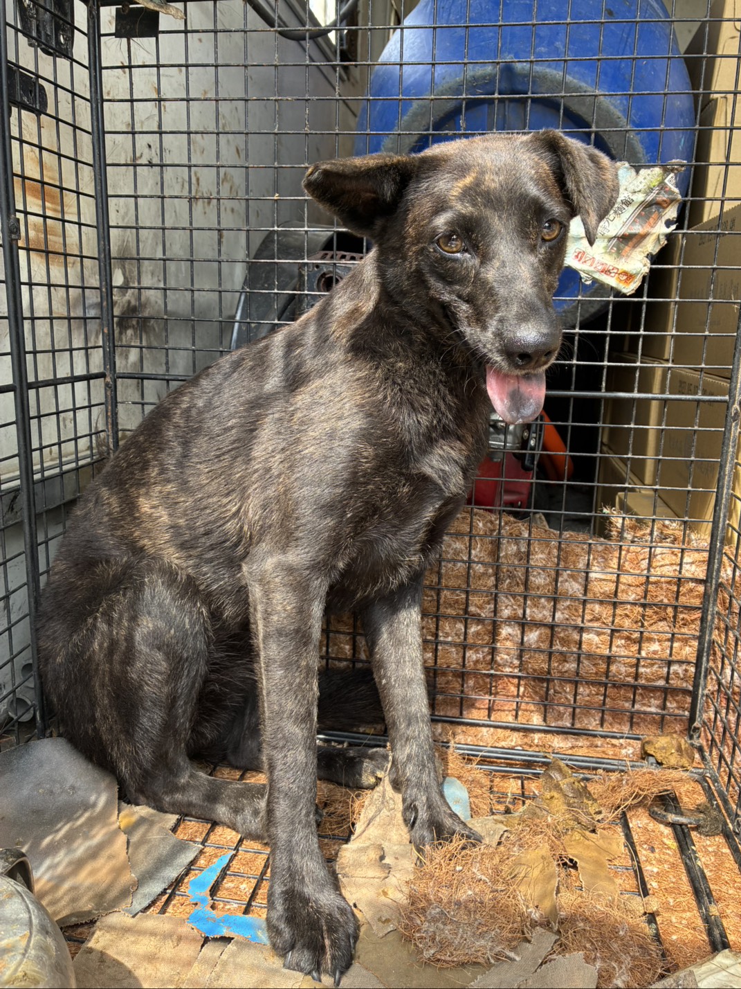 Perra mestiza hembra adulta (negro y atigrado), Mediano, refugio n.º …8012. Más cerca de la cara.