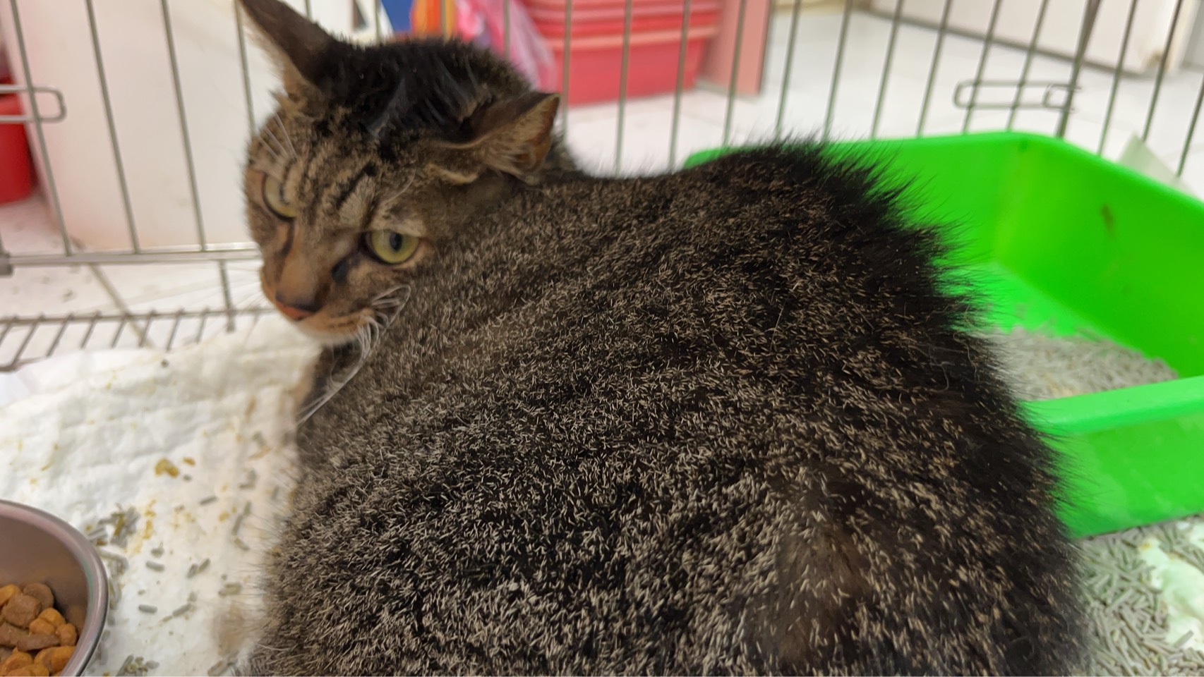 ミックス猫（メス・成猫・トラ）、小型, 施設番号 …7001. 全身です。