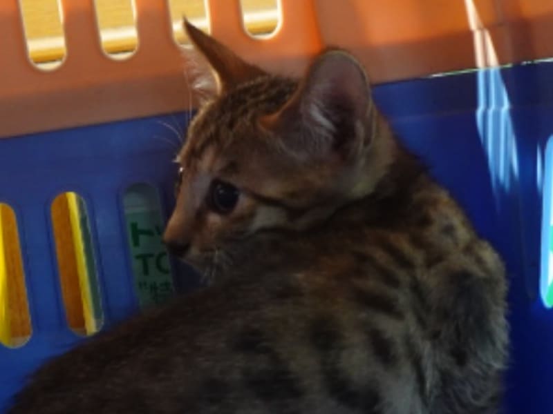 Gato mestizo macho joven (atigrado), Mediano, refugio n.º …3-02. Más cerca de la cara.