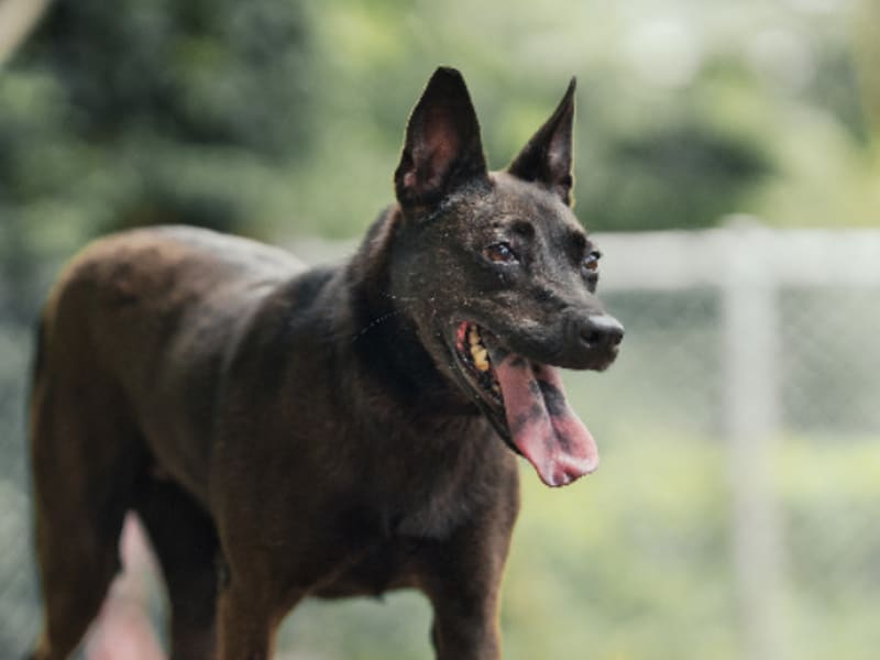 黑色成年母混种犬,中型, 收容编号 …0607. 脸部特写。