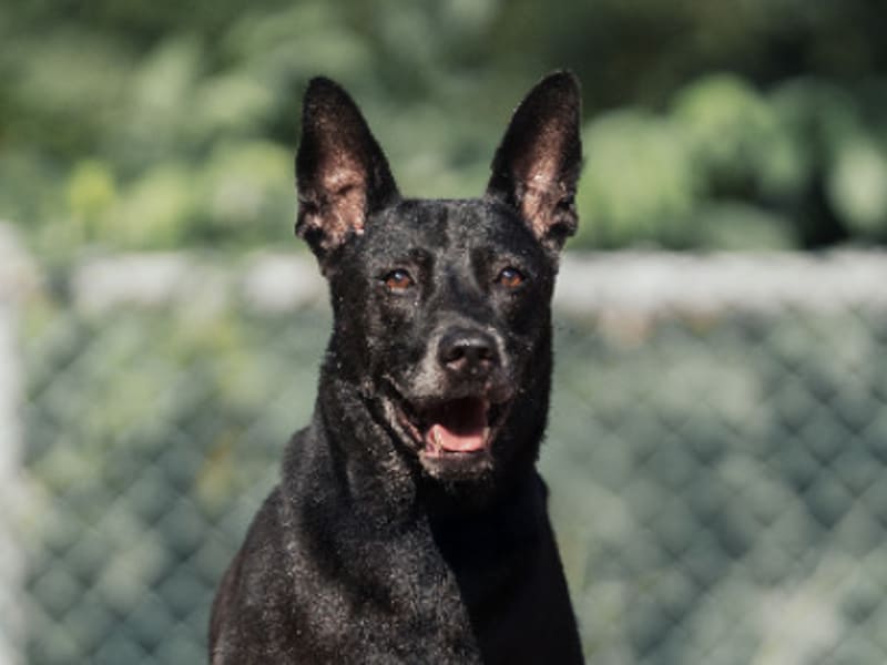 Black adult male mixed-breed dog, Medium, shelter no. …2803. Closer on the face.