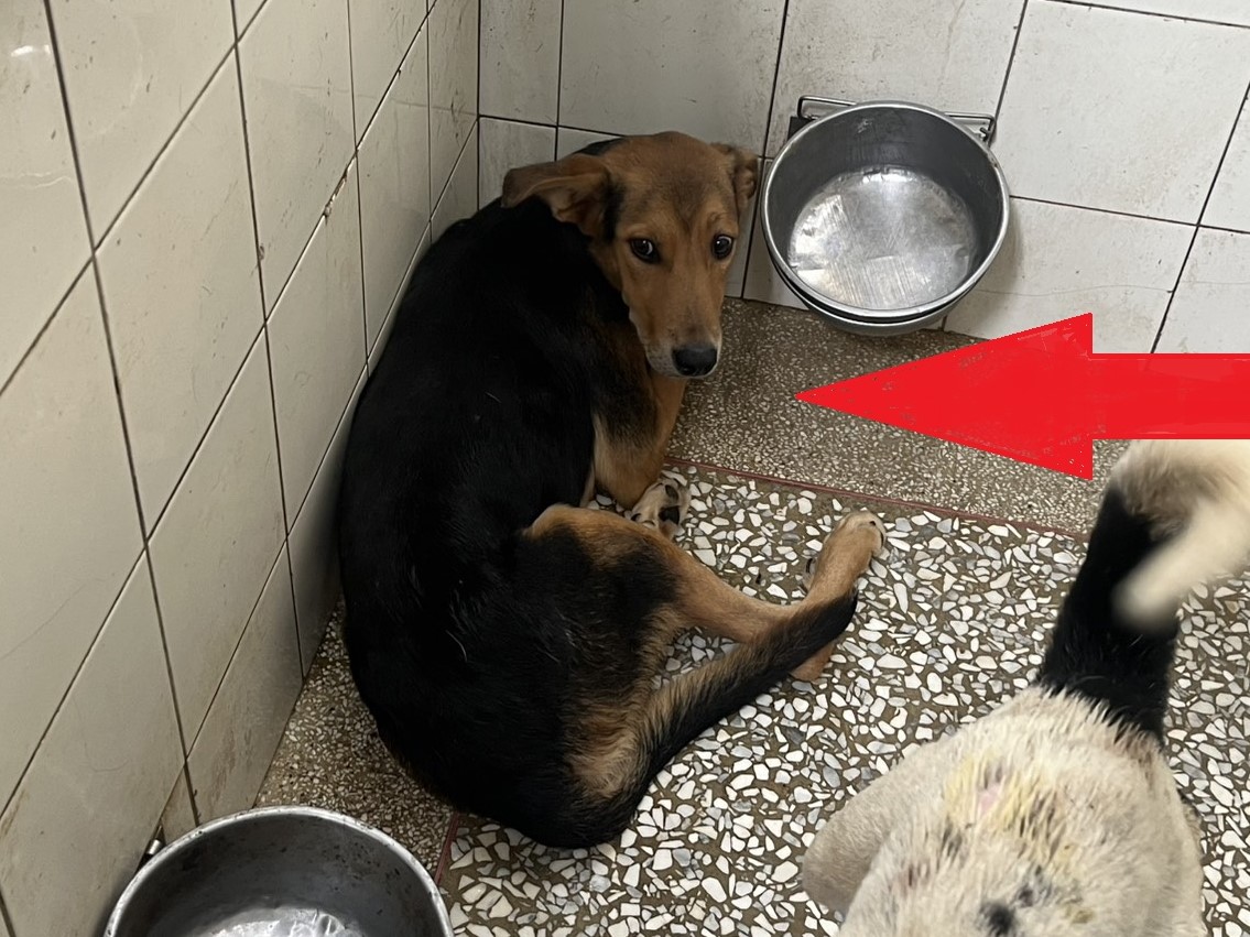 Chien croisé mâle adulte (noir), Grand, refuge n° …2A24. Plus près du visage.