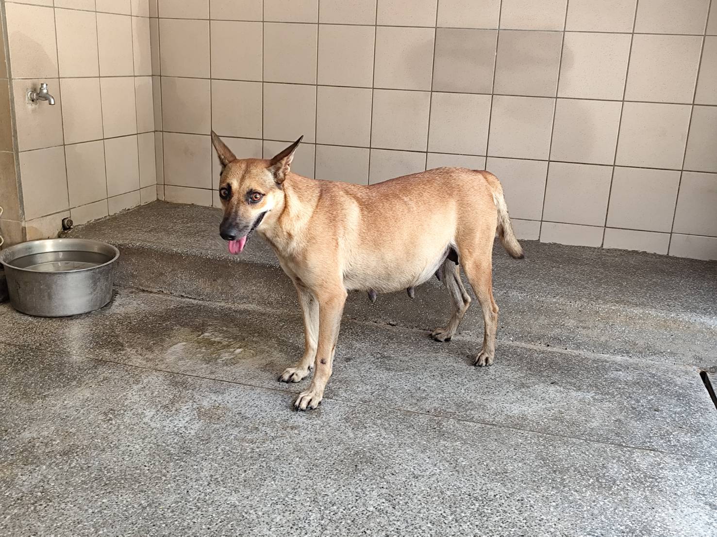 Asong halo ang lahi (Babae, Matanda na, dilaw), Malaki, blg. ng shelter …2807. Mas malapit sa mukha.