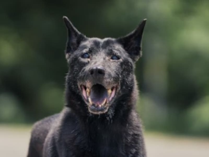 黑色成年公混種犬,中型, 收容編號 …0501. 臉部特寫。