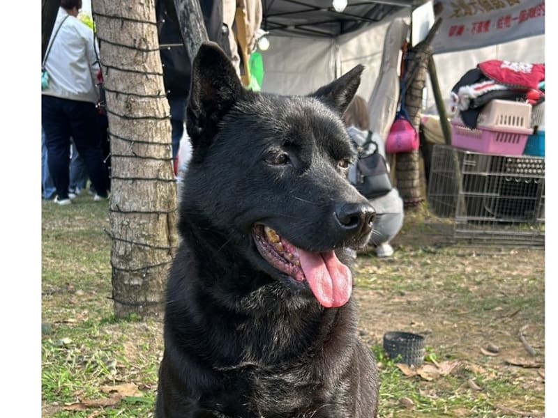 Perro mestizo macho adulto (negro), Mediano, refugio n.º …9001. Más cerca de la cara.