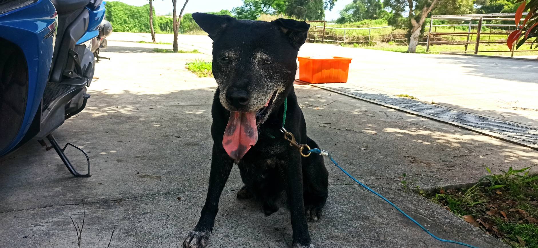 ミックス犬(オス・成犬・黒)、大型, 施設番号 …2D01. 顔のアップです。