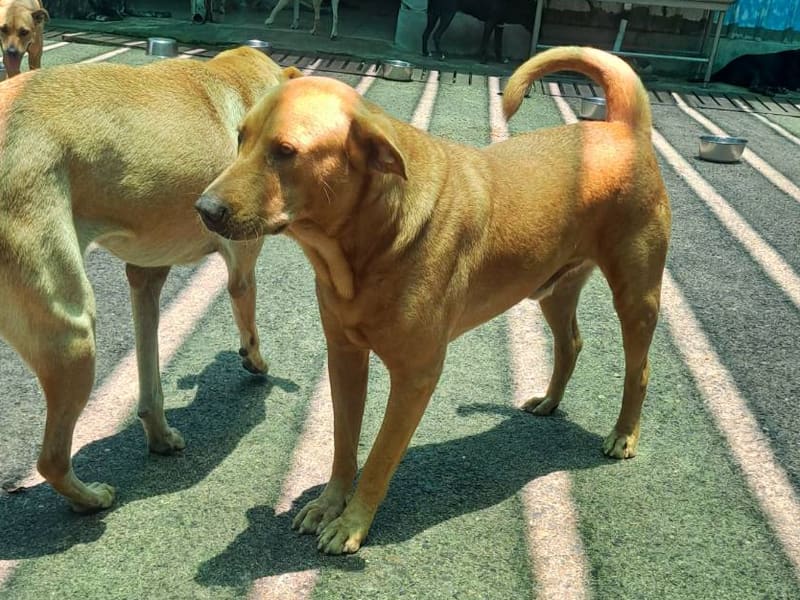Perro mestizo macho adulto (canela), Mediano, refugio n.º …6001. Todo el animal.