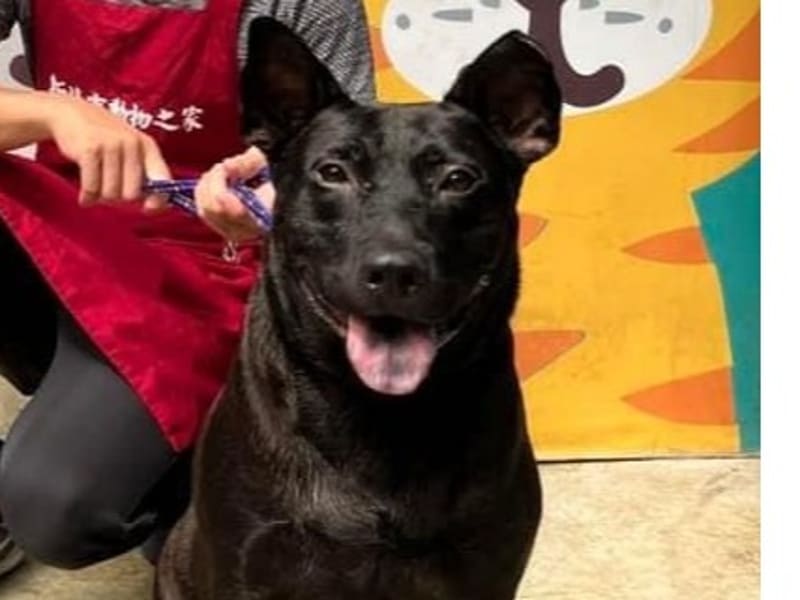 ミックス犬(オス・成犬・黒)、中型, 施設番号 …2002. 顔のアップです。