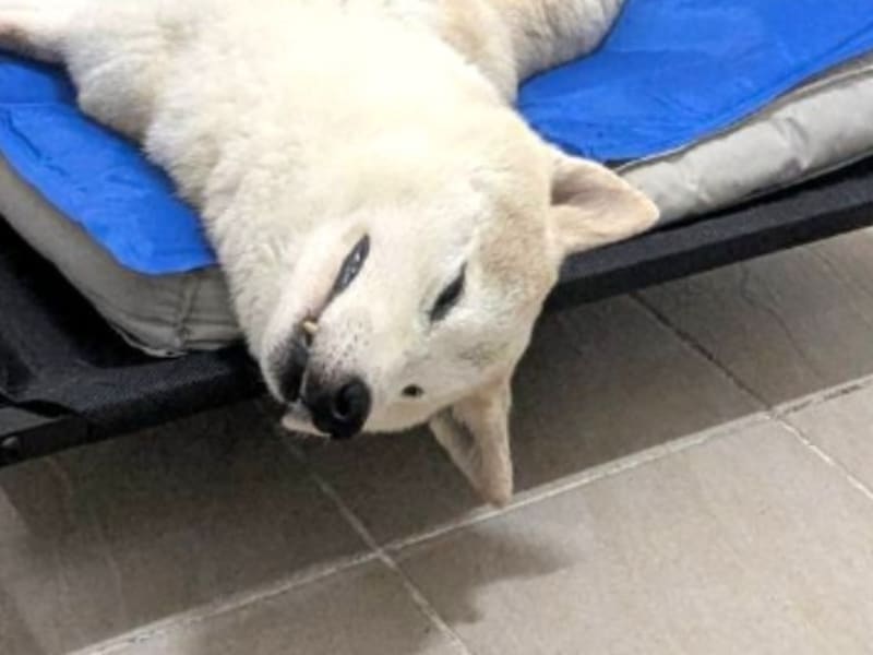 Shiba Inu (Đực, Trưởng thành, vàng và trắng), Vừa, số trại …6001. Cận cảnh khuôn mặt.