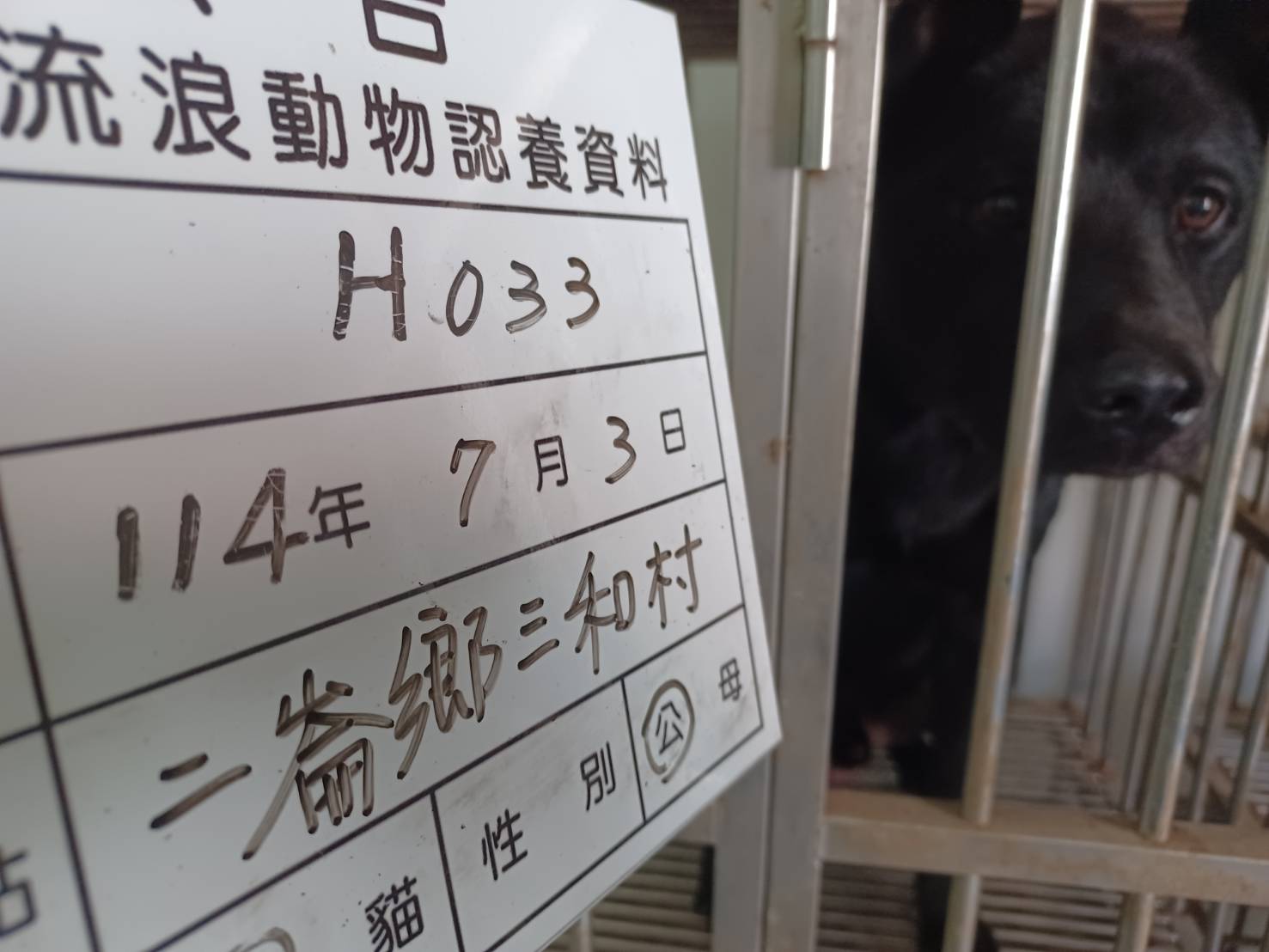 믹스견 (수컷, 성견, 검은색), 대형, 보호소 번호 …033D. 얼굴을 가까이서 본 모습이에요.